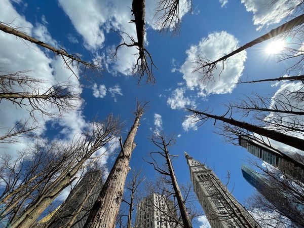 Maya Lin Erects a Ghostly Grove of Dead Trees in Manhattan