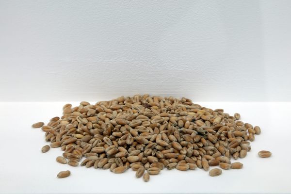 Spilled Milk and Other Acts of Protest Visualize the Politics of Food Production