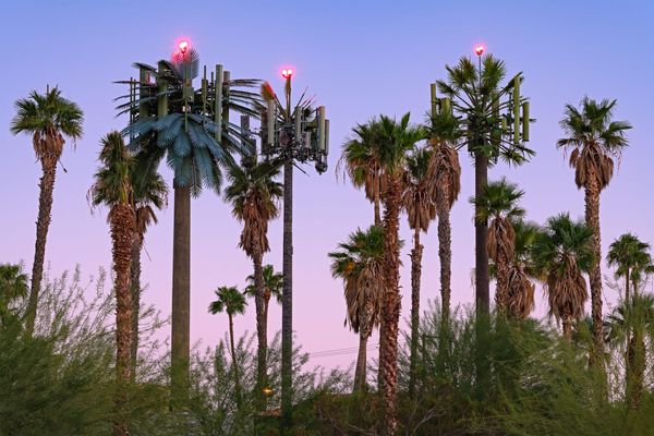 When Cell Phone Towers Cosplay as Trees