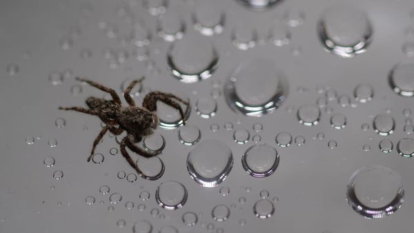 With the Help of Scientists, Artist Tomás Saraceno Makes Music Out of Spider Webs