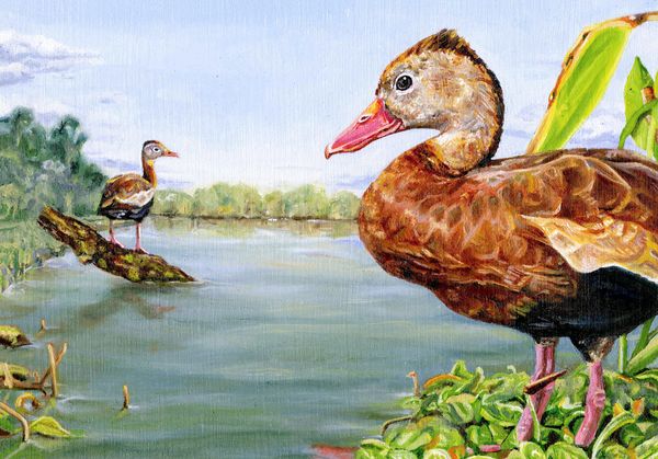 Every Year, Artists Flock for the Chance to Win This Duck Stamp Contest