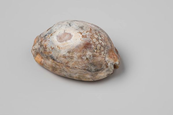 Why Early Modern European Artists Were Obsessed With Shells