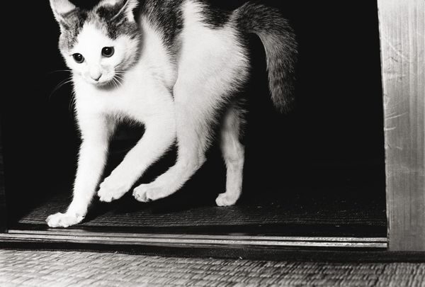 For Masahisa Fukase, Cats Were Much More Than Cute