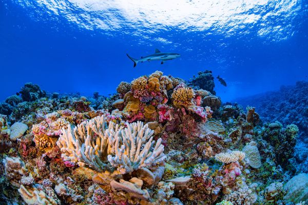 Scientists Create the First Complete Map of the World's Coral Reefs