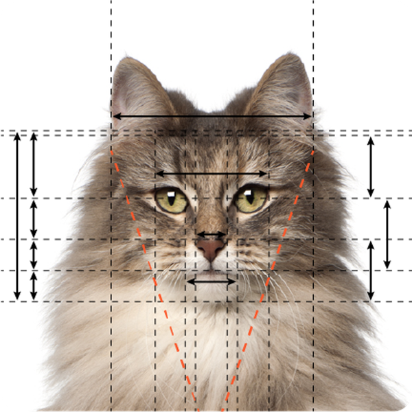 Cat Lovers Rank Felines by Beauty Using Golden Ratio