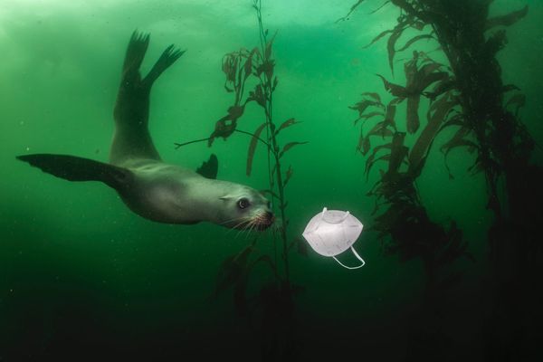 The Emotional Pull of Nature Photos