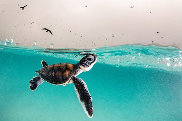 An Unbelievably Tiny Turtle And Other Stunning Underwater Photos