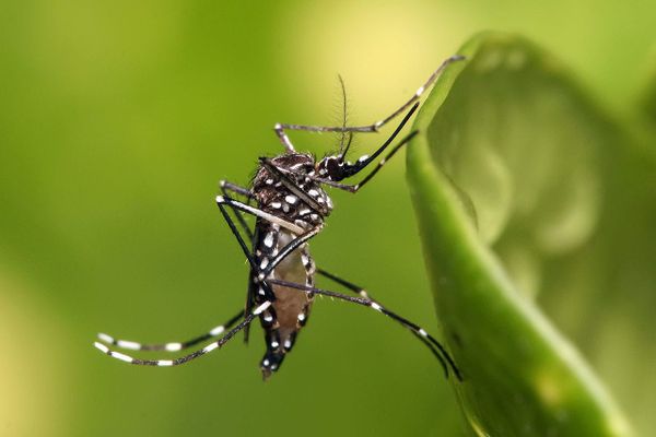 Beware, Mosquitoes Are Most Attracted to These 4 Colors