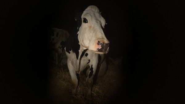 Letting a Dairy Cow’s Life Speak for Itself