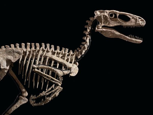 Dinosaur That Inspired Jurassic Park's Raptor Sells For $12.4M