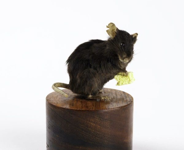 Smithsonian Acquires Taxidermy of First Successfully Cloned Mouse