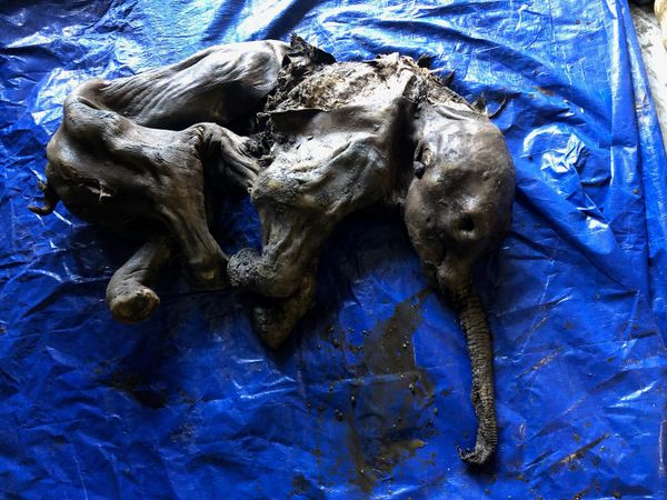 Baby Mammoth, Buried for 30,000 Years, Unearthed Largely Intact in Canada