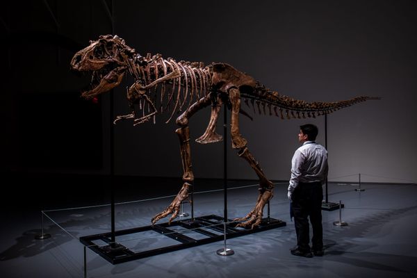 Another Dinosaur Skeleton Hits the Auction Block