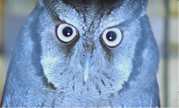 Brazilian Nights From an Animal’s Point of View