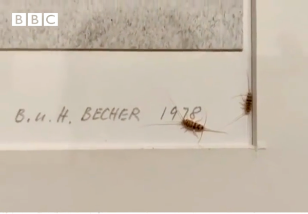 Tehran's Contemporary Art Museum Has a Serious Bug Problem