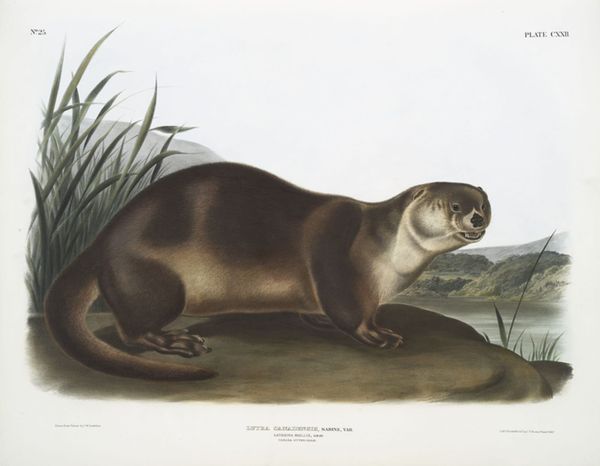Otters Are Art History’s Unsung Muses