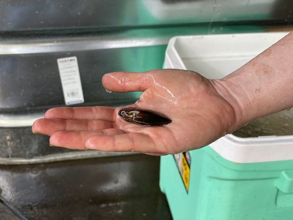 Jean Shin Wants to Change the Tide of Pollution and Extinction