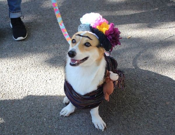 The Most Pawesome Looks From NYC’s Halloween Dog Parade