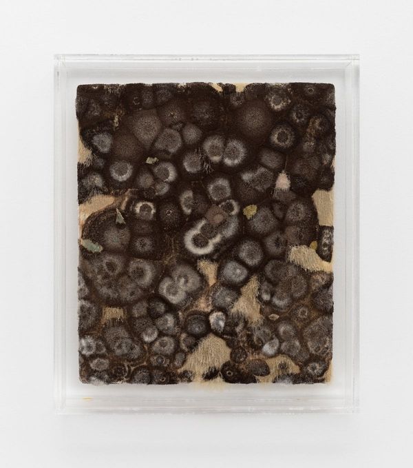 Co-Creating With Fungal Mold