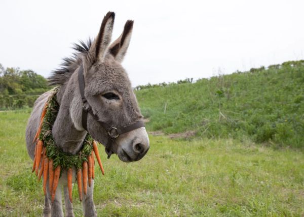 Film Looks at Suffering Through the Eyes of a Donkey