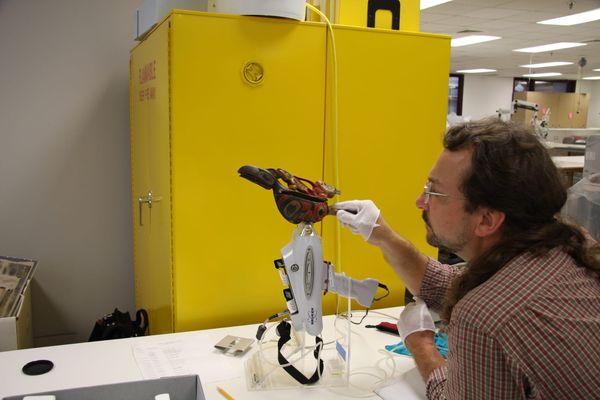 Harmful Pesticides in Museum Collections Complicate Repatriation Efforts