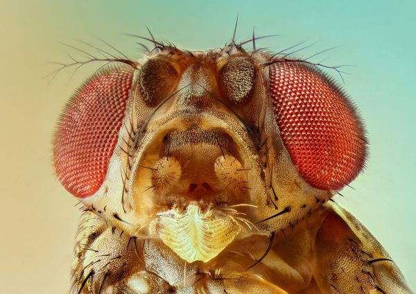 Scientists Create the First Full Brain Map of a Fly