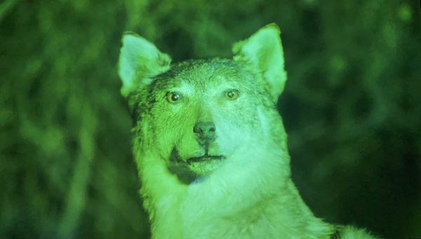 Artists Get Inside the “Glitch”