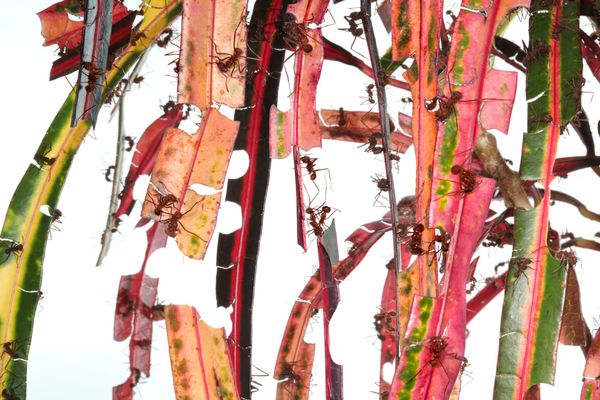 What is This? Artwork for Ants?