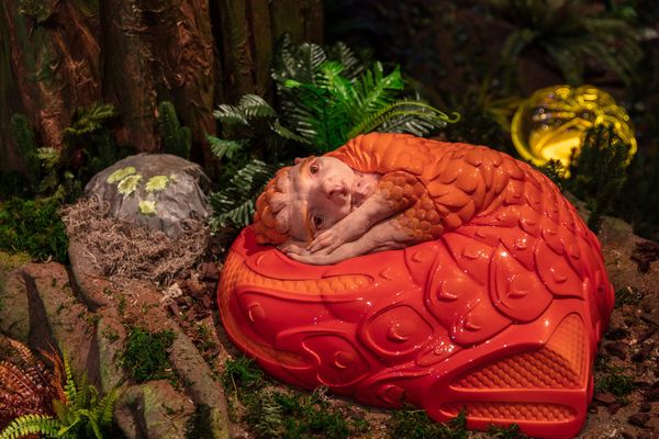 Patricia Piccinini: encounters of another plot