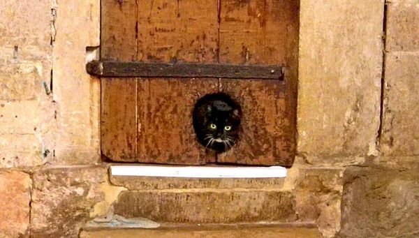 The English Cathedral With the 400-Year-Old Cat Door