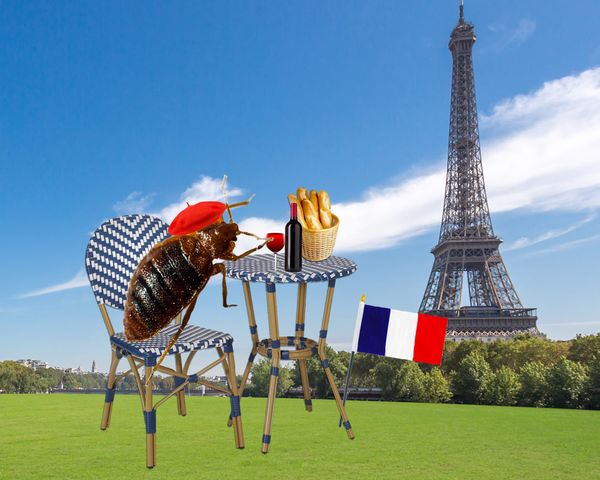 The Most Biting Memes of the Paris Bedbug Panic
