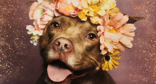 NYC Show Puts the Lens on Pet Photography