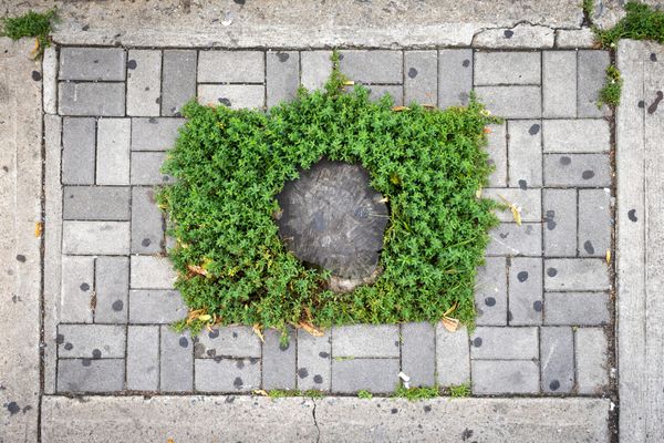 Documenting Ridgewood's Abandoned Tree Beds