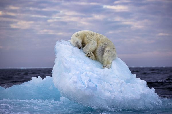 Sleeping Polar Bear Snuggling on Iceberg Wins Photo Award