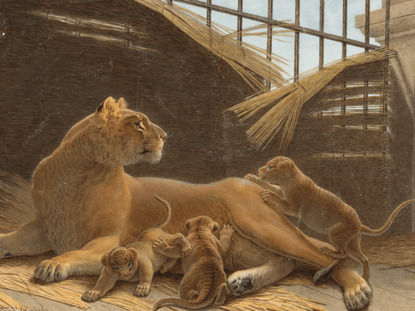 How Big Cats Once Symbolized France’s Colonialist Ambitions