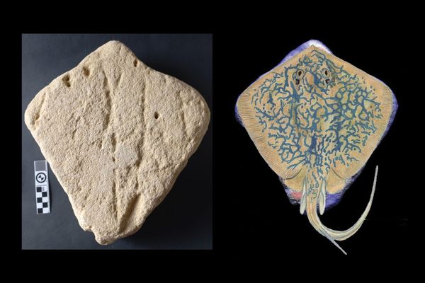 Is This Stingray-Shaped Rock the First Artwork Depicting an Animal?