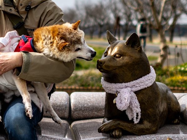 Such Sad! Kabosu, Dog Who Inspired Doge Meme, Dies at 18