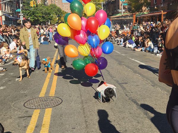 Tompkins Square Dog Parade Falls Victim to Its Popularity
