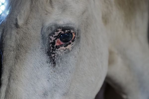 Nan Goldin’s Celestial Sensations