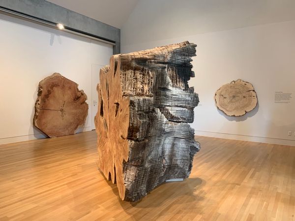 Two Artists Seek Out the Ancient Wisdom of Trees
