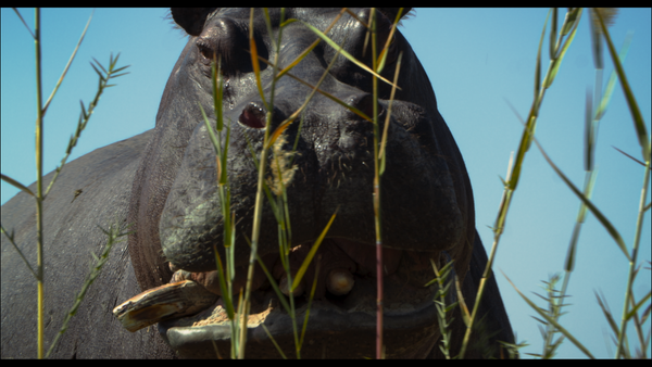 Pepe Imagines a Hippo’s Perspective on Life