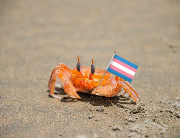 How a Tiny Crab Museum in the UK Stood Up For Trans Rights