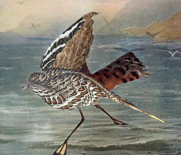 Two Artists Capture Australia’s Ecology in a Bird