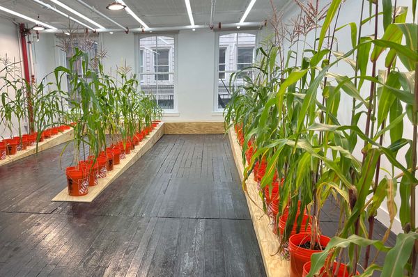 A Cornstalk Grows in Soho