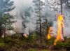 A pile burning operation in the Deschutes National Forest in fall 2014.