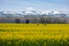 A pivot sits in a crop of canola on land owned by Madison Farms near Echo. Along with water from the Columbia River, the