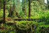 Trees in the Olympic Rainforest, near the Clearwater River, On the Olympic Peninsula, In Washington State