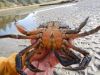 European green crabs are invading Washington waters and creating ecological emergencies. Biologists are working on finding
