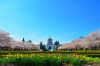 The Oregon state capitol, surrounded by cherry blossoms.