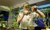 In this July 1, 2014, photo, Mike Thrapp, head grower at Sea of Green Farms, a recreational pot grower in Seattle, trims